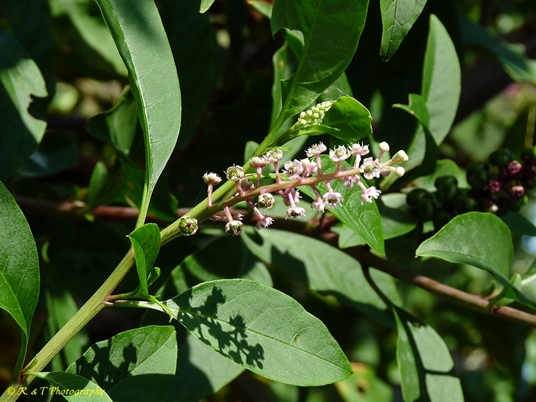 {Phytolacca rigida}